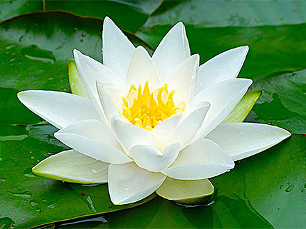 万利9921111官网